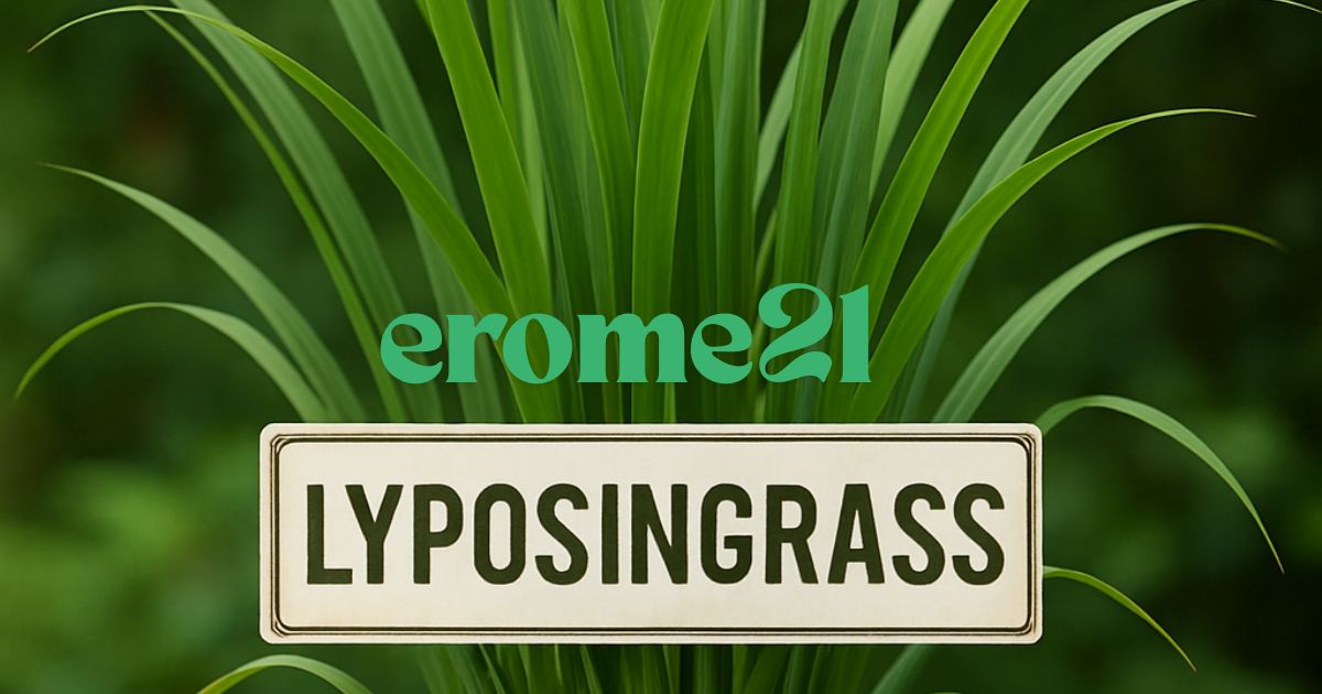 Lyposingrass: The Surprising Secret Everyone’s Talking About
